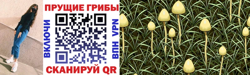 Галлюциногенные грибы Magic Shrooms  наркота  Абакан 