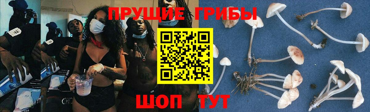 Псилоцибиновые грибы прущие грибы Абакан